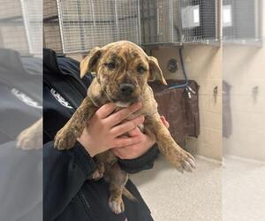 American Pit Bull Terrier-Unknown Mix Dogs for adoption in Conroe, TX, USA