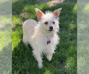 Maltese-Unknown Mix Dogs for adoption in Phoenix, AZ, USA