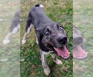 - Mix Dogs for adoption in Akron, OH, USA