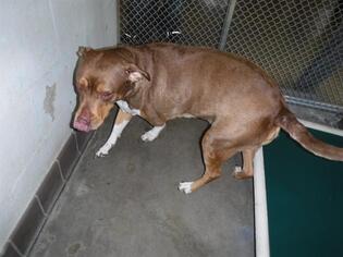 Dobie-Basset Dogs for adoption in Sanford, FL, USA