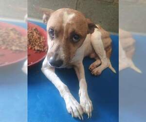 Jack Russell Terrier-Unknown Mix Dogs for adoption in Stratham, NH, USA