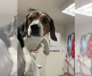 Beagle Dogs for adoption in Easton, MD, USA