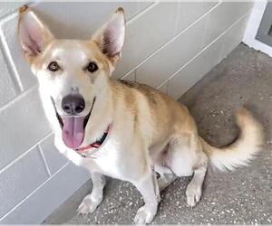 German Shepherd Dog-Huskies  Mix Dogs for adoption in Houston, TX, USA