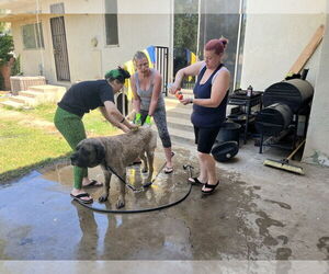 Mastiff Dogs for adoption in Goodyear, AZ, USA
