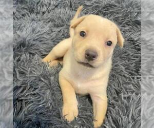Siberian Husky Dogs for adoption in Tempe, AZ, USA