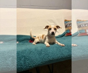 Chihuahua-Unknown Mix Dogs for adoption in Mukwonago, WI, USA