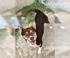 Australian Kelpie Dogs for adoption in Pampa, TX, USA