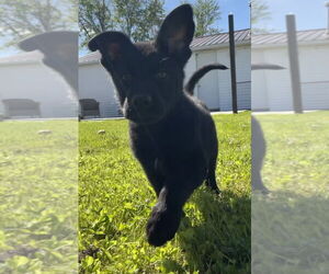 Mutt Dogs for adoption in Aurora, IN, USA