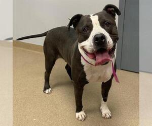 American Staffordshire Terrier Dogs for adoption in Aurora, CO, USA
