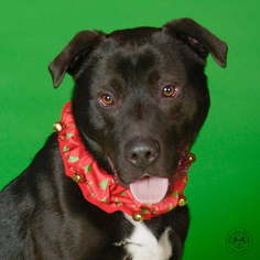 American Pit Bull Terrier-Labrador Retriever Mix Dogs for adoption in Northbrook, IL, USA