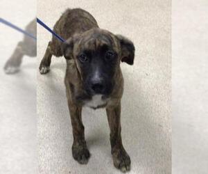 Boxer-German Shepherd Dog Mix Dogs for adoption in Riverside, CA, USA