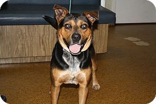 German Shepherd Dog-Unknown Mix Dogs for adoption in Wauchula, FL, USA