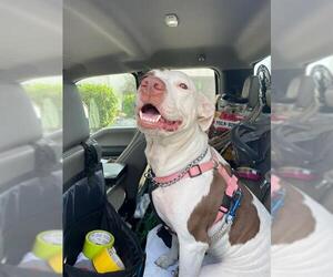 American Pit Bull Terrier-Unknown Mix Dogs for adoption in Oklahoma City, OK, USA