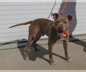 American Staffordshire Terrier Dogs for adoption in Louisville, KY, USA