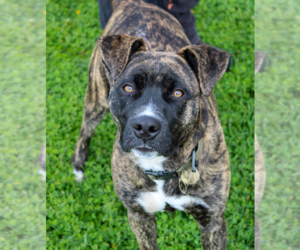 Mutt Dogs for adoption in Petaluma, CA, USA