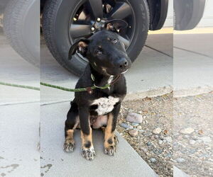 German Shepherd Dog-Unknown Mix Dogs for adoption in Chandler, AZ, USA