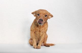 Rat-Cha Dogs for adoption in Columbus, GA, USA