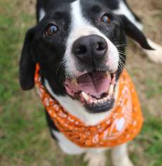 Border Collie Dogs for adoption in Jackson, MS, USA