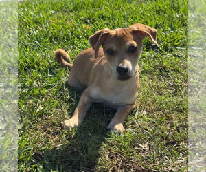 Dachshund-Unknown Mix Dogs for adoption in Weston, FL, USA