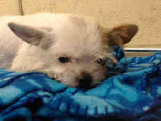 Medium Photo #1 Mutt Puppy For Sale in Downey, CA, USA
