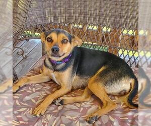 Meagle Dogs for adoption in Great Bend, KS, USA