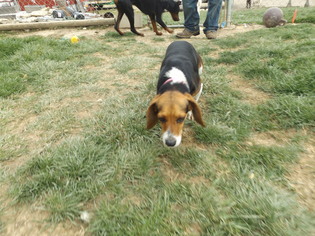 Beagle Dogs for adoption in Zaleski, OH, USA