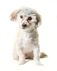 Medium Photo #1 Havanese Puppy For Sale in St. Louis Park, MN, USA