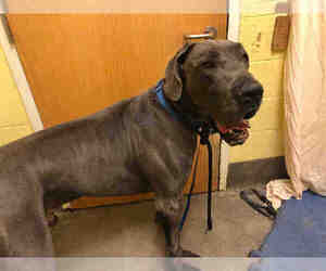 Great Dane Dogs for adoption in Forestville, MD, USA
