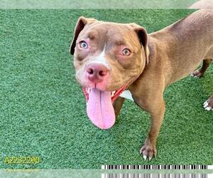 American Pit Bull Terrier Dogs for adoption in West Palm Beach, FL, USA