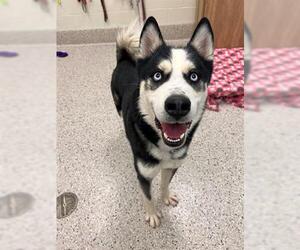 Siberian Husky Dogs for adoption in Brighton, CO, USA