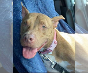 American Pit Bull Terrier-Unknown Mix Dogs for adoption in Sanford, FL, USA