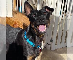 Doberman Pinscher-Unknown Mix Dogs for adoption in San Diego, CA, USA