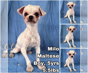 Maltese Dogs for adoption in Seattle, WA, USA