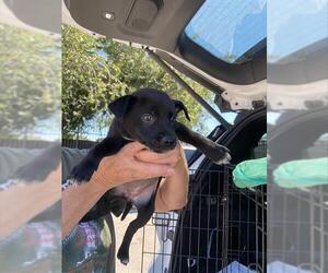 German Shepherd Dog-Unknown Mix Dogs for adoption in Stockton, CA, USA