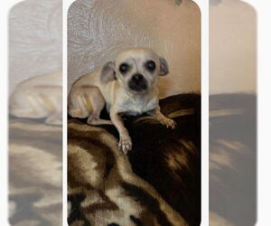 Chihuahua Dogs for adoption in South Bend, IN, USA
