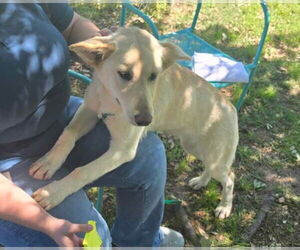 Golden Retriever-Unknown Mix Dogs for adoption in Princeton, MN, USA