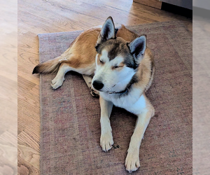 Siberian Husky Dogs for adoption in Omaha, NE, USA