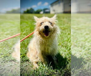 Chihuahua-Unknown Mix Dogs for adoption in Pacolet, SC, USA