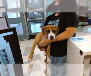 Boxer-Unknown Mix Dogs for adoption in Oklahoma City, OK, USA