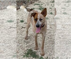 - Mix Dogs for adoption in Pleasanton, TX, USA