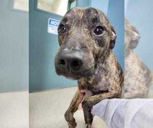 Mutt Dogs for adoption in Newton, NC, USA