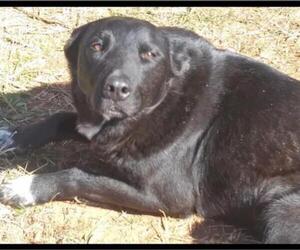 Borador Dogs for adoption in Minneapolis, MN, USA