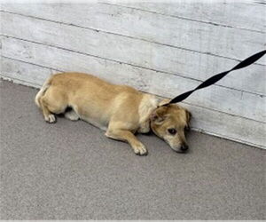 Chihuahua Dogs for adoption in San Bernardino, CA, USA