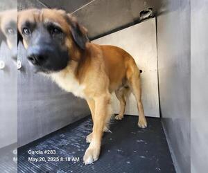 Labrador Retriever-Unknown Mix Dogs for adoption in San Antonio, TX, USA