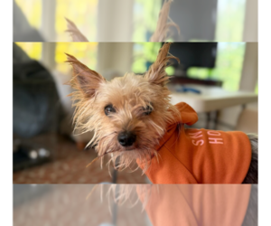 Mutt Dogs for adoption in Raleigh, NC, USA