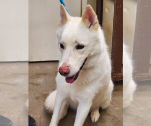 German Shepherd Dog Dogs for adoption in Amarillo, TX, USA