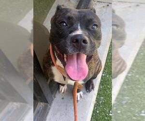 Boxer-Unknown Mix Dogs for adoption in Fayetteville, NC, USA