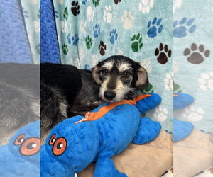 Cavalier King Charles Spaniel-Dachshund Mix Dogs for adoption in Chico, CA, USA