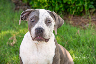 Bullypit Dogs for adoption in Social Circle, GA, USA