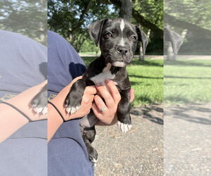 Mutt Dogs for adoption in Clarkston, MI, USA